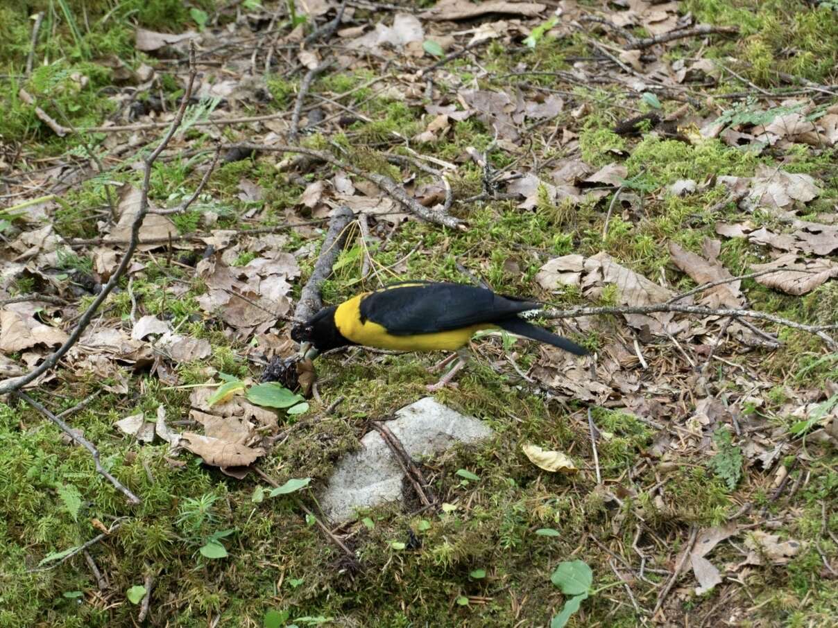 Image of Collared Grosbeak