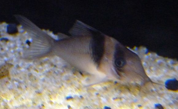 Image of <i>Corydoras virginiae</i> Burgess 1993