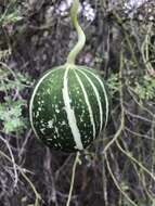 Image of fingerleaf gourd
