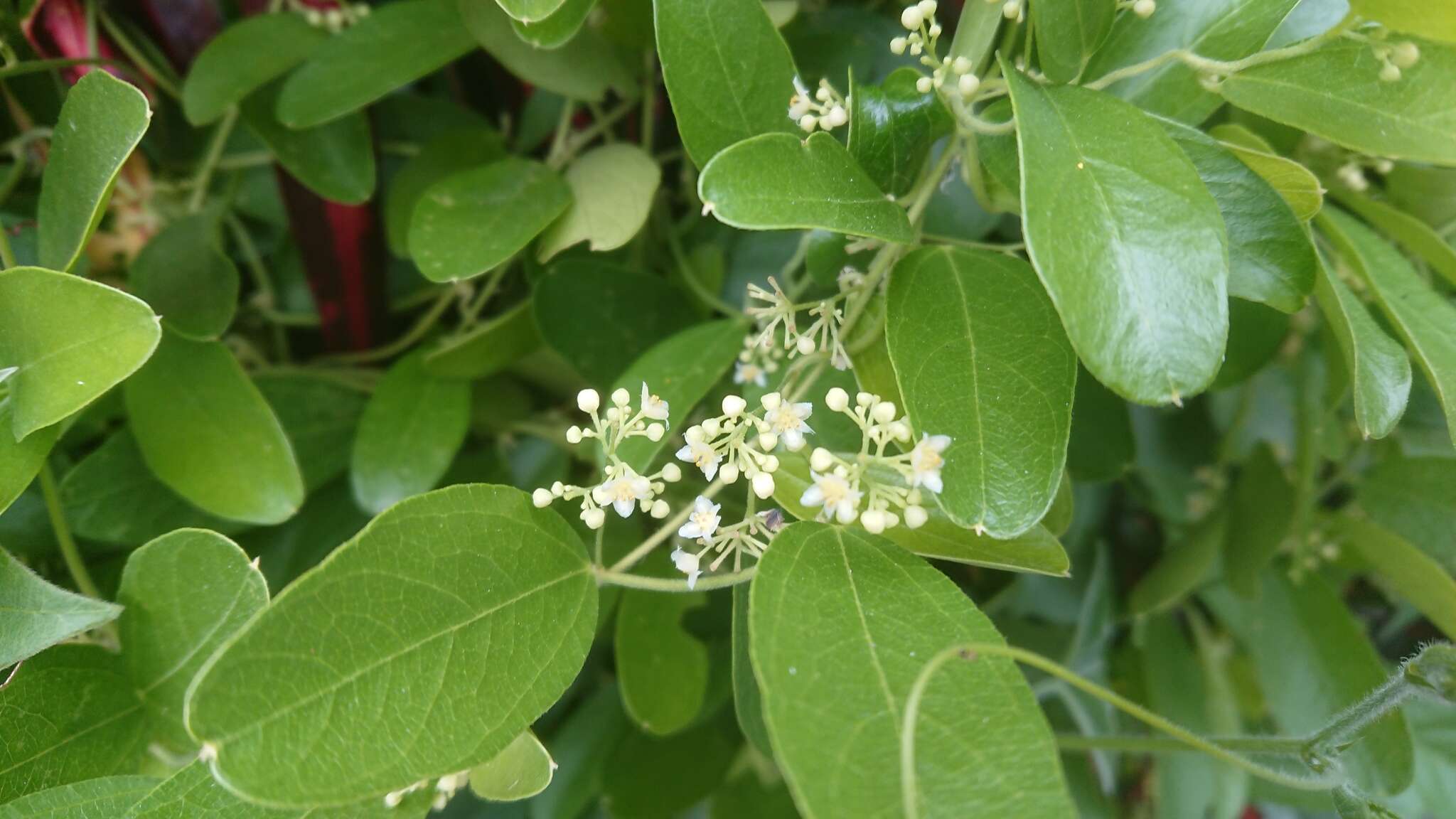 Image of queen coralbead