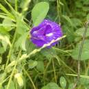 Image of Clitoria ternatea var. ternatea