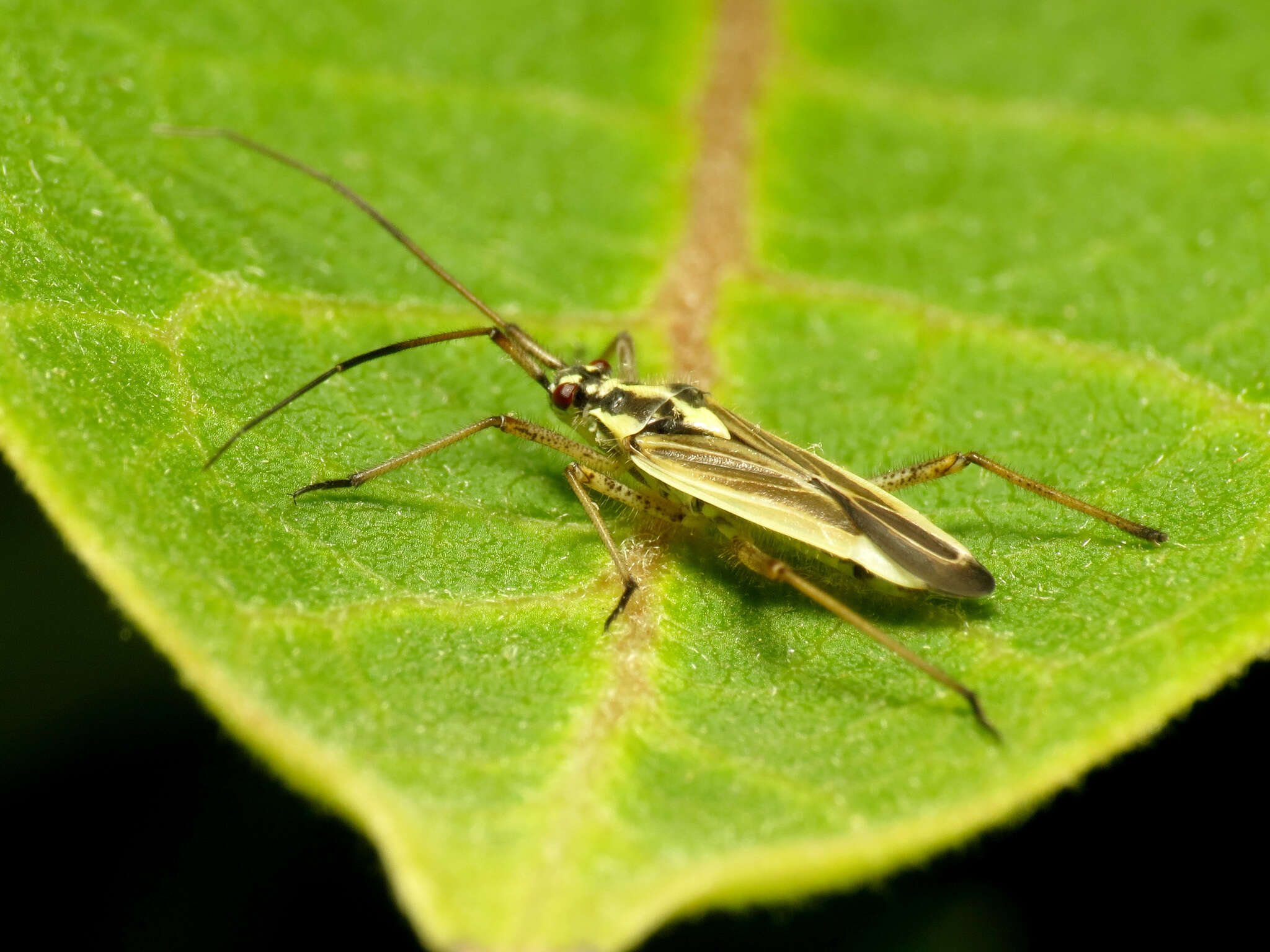 Image of Meadow Plant Bug