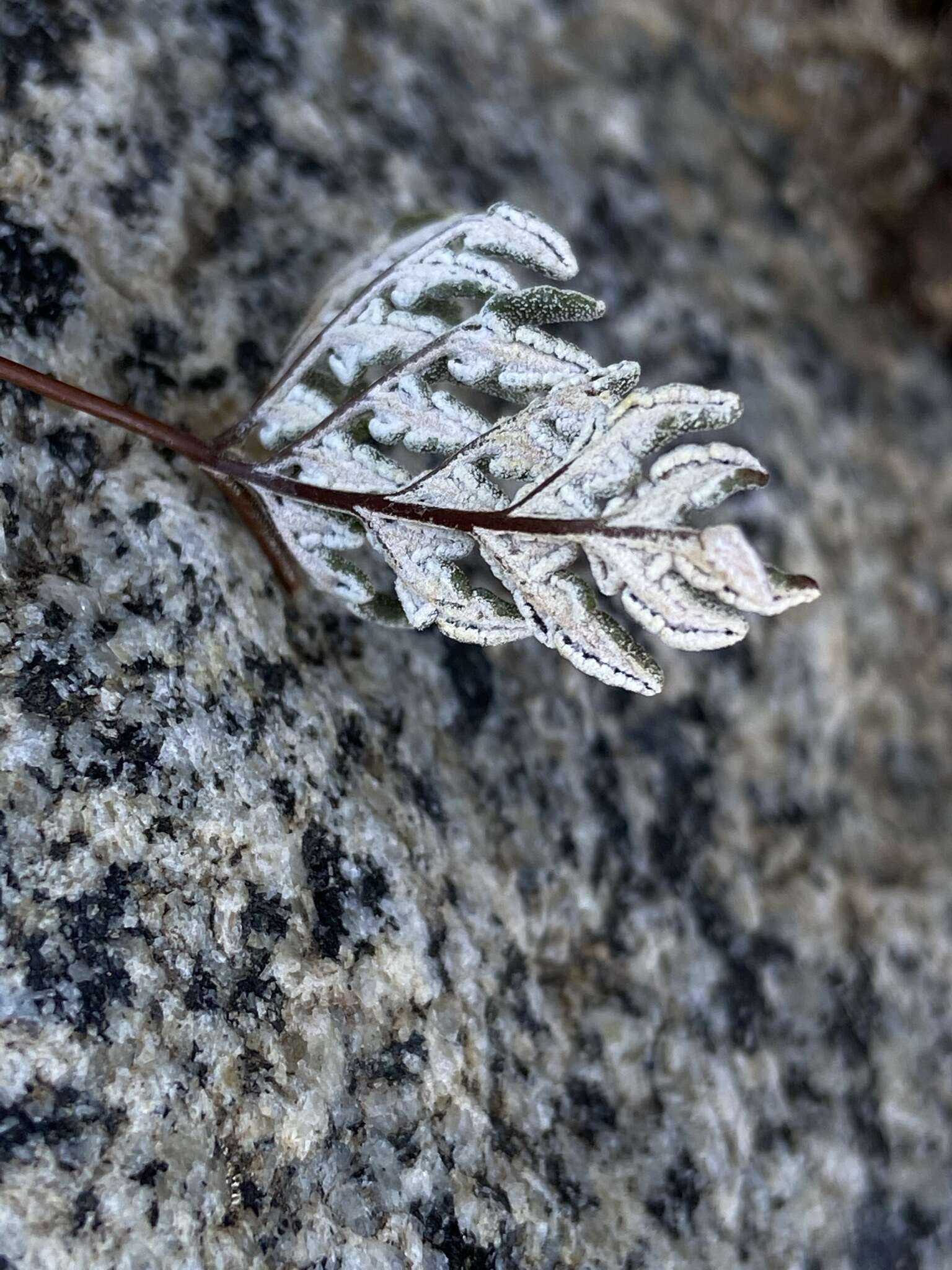 Image of California cloak fern