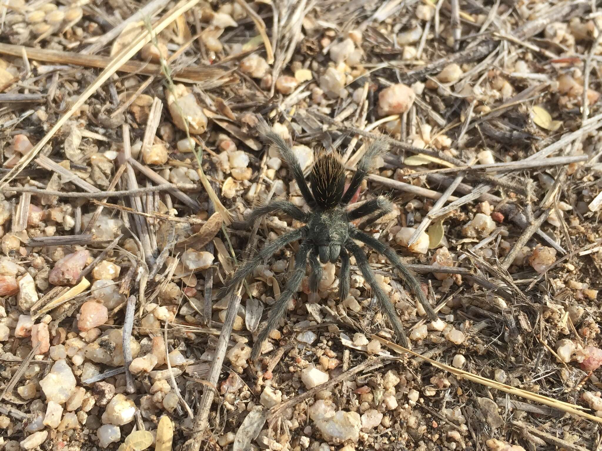 Image of Paloma Dwarf Tarantula