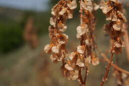 Image of Rumex tuberosus L.