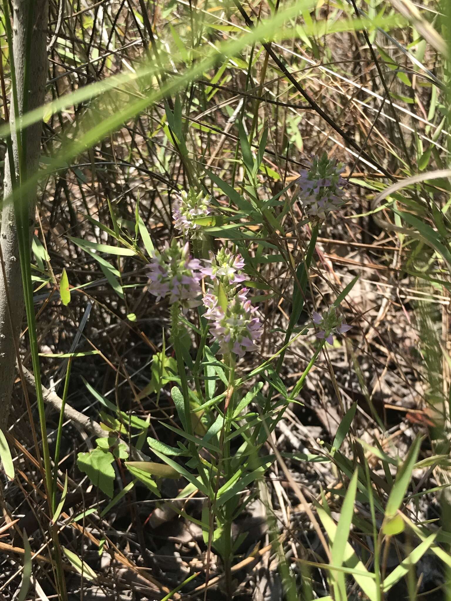 Image of Little-Leaf Milkwort