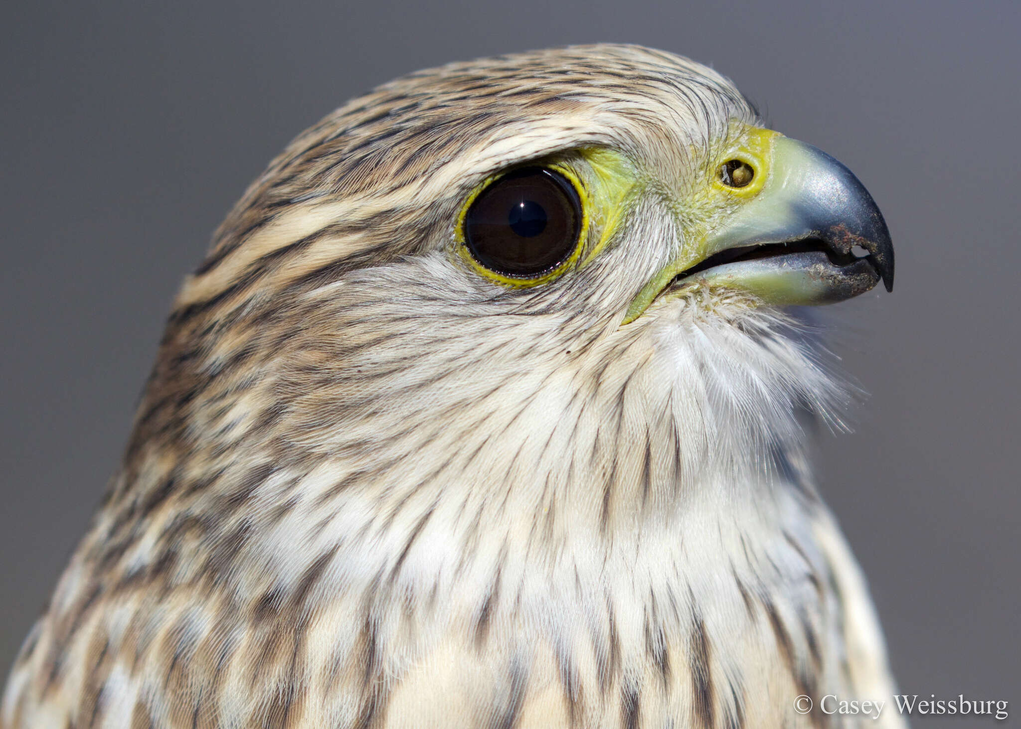 Image of Falco columbarius richardsonii Ridgway 1871