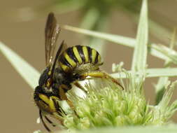 Image of Icteranthidium grohmanni (Spinola 1838)