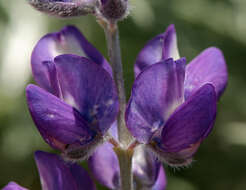 Image of Lupinus argenteus var. montigenus