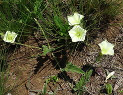 Image de Convolvulus natalensis Bernh.