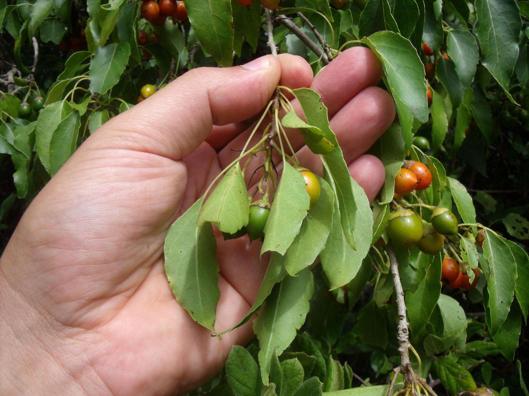 Cordia caffra Sond. resmi