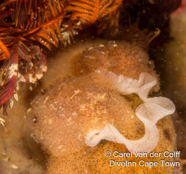 Image of Acanthodoris planca Fahey & Valdés 2005