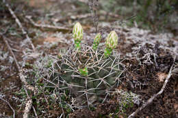 Image of Gymnocalycium marsoneri Fric ex Y. Itô