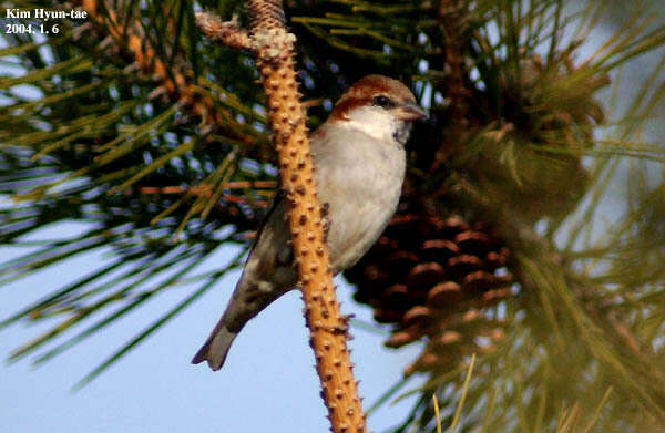 Слика од Passer cinnamomeus (Gould 1836)