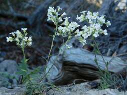 Image of branched draba