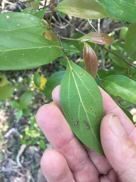 Image of Cryptocarya triplinervis R. Br.