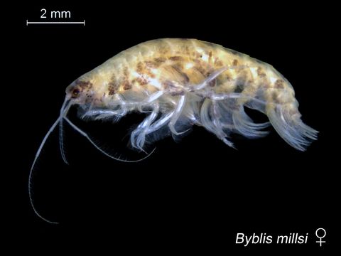 Image of <i>Byblis millsi</i> Dickinson 1983