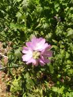 Imagem de Sidalcea gigantea G. Clifton, R. E. Buck & S. R. Hill