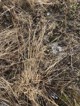 صورة Juncus anthelatus (Wiegand) R. E. Brooks