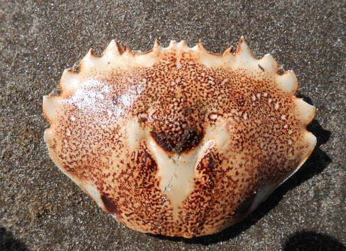 Image of three-spot swimming crab