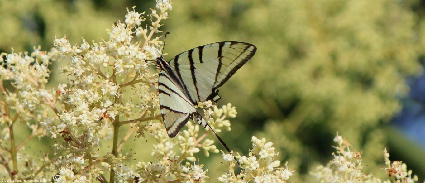 Image of Protographium epidaus (Doubleday 1846)