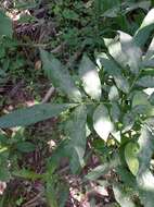 Image of wingleaf soapberry