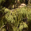 Juniperus flaccida var. flaccida resmi