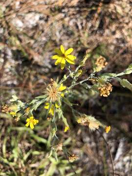 Image of narrowleaf silkgrass