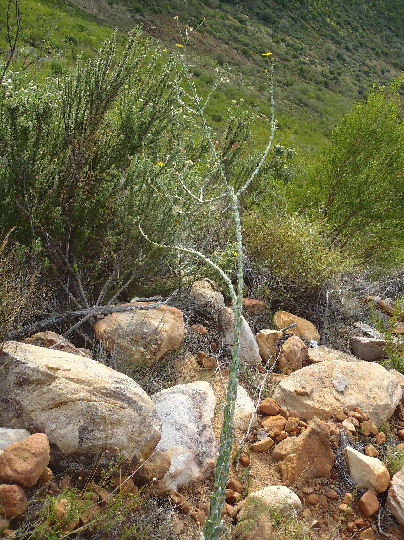 Image of <i>Osteospermum <i>polygaloides</i></i> var. polygaloides