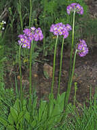 Imagem de Primula auriculata Lam.