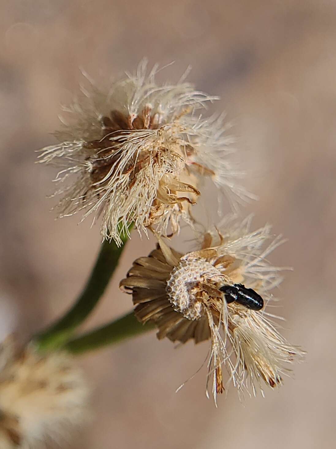 Image de Erigeron garrettii A. Nels.