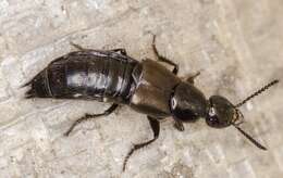 Image of Rove beetle