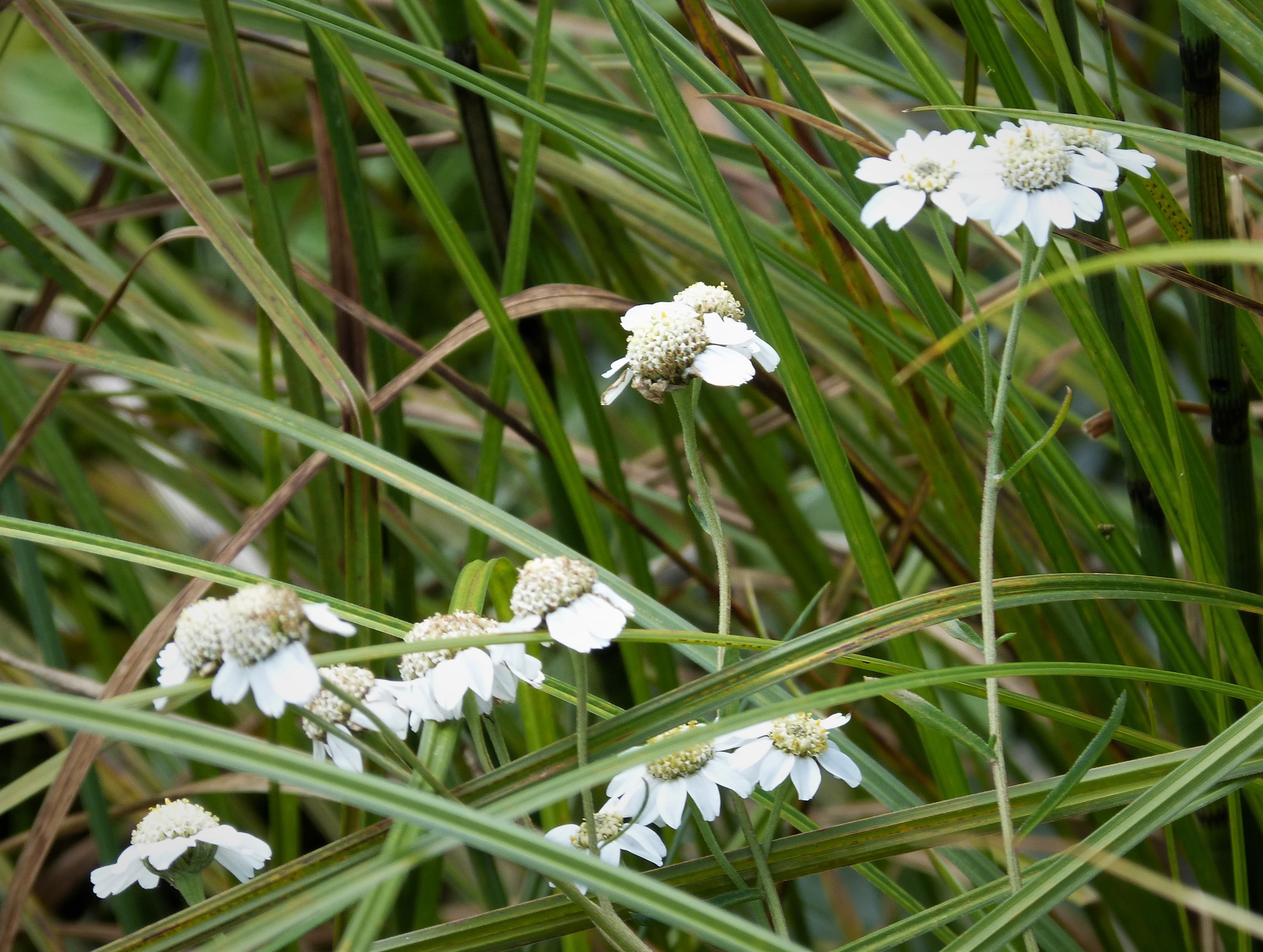 Achillea ptarmica (rights holder: gailhampshire)