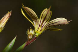 Sisyrinchium pachyrhizum Baker的圖片