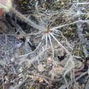 Image of Pelargonium fissifolium (Andr.) Pers.