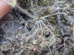 Image of Pelargonium fissifolium (Andr.) Pers.