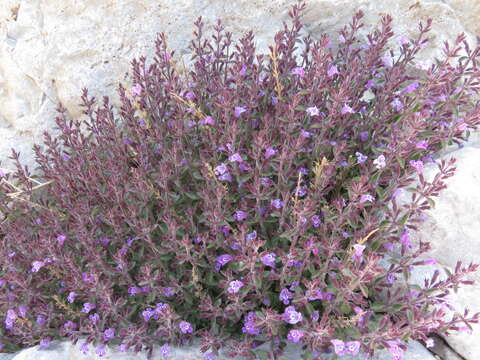 Image of dwarf false pennyroyal