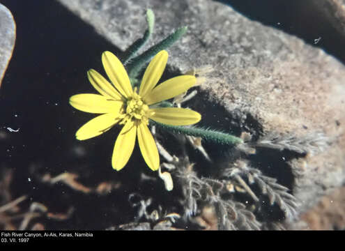 Imagem de Gorteria corymbosa DC.