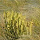 Image of rough milk-vetch