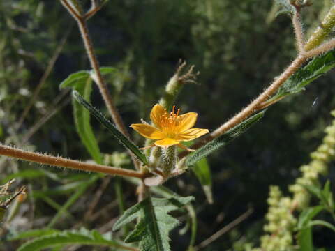 Image of isolated blazingstar