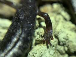 Image of Tehachapi Slender Salamander