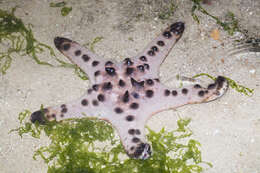 Image of chocolate chip sea star