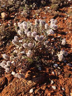 Image of Ptilotus obovatus (Gaudich.) F. Müll.