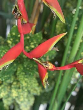 Image of Heliconia rauliniana Barreiros