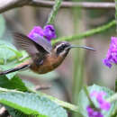 Image of Black-throated Hermit