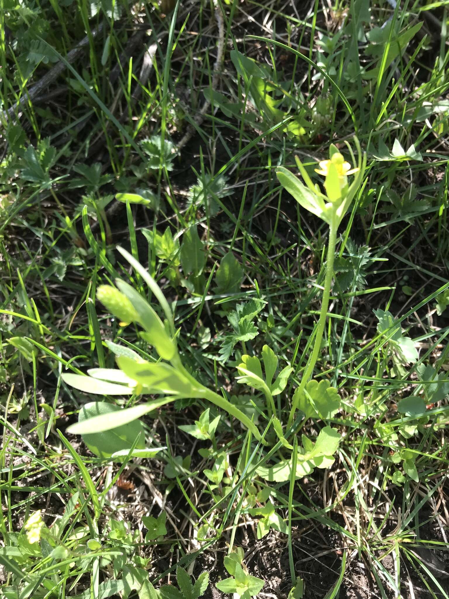 Image of Graceful Buttercup