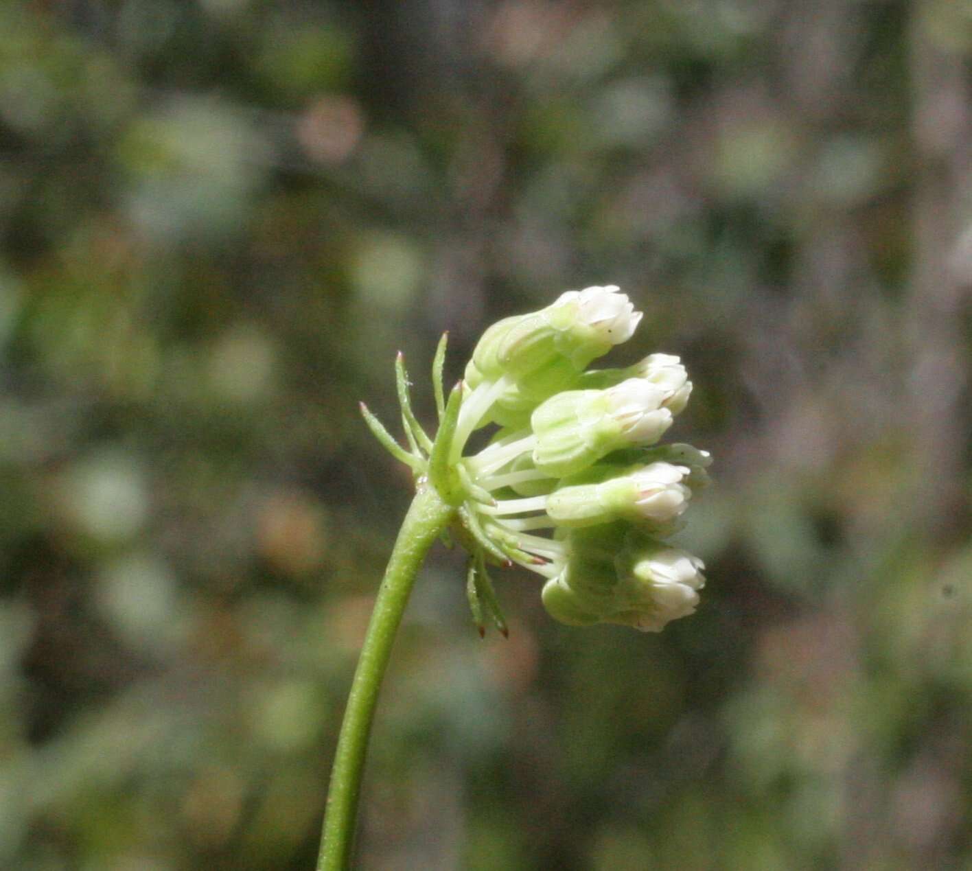 Image of Pentapeltis silvatica (Diels) Domin