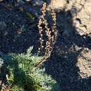 Image of Artemisia borealis Pall.