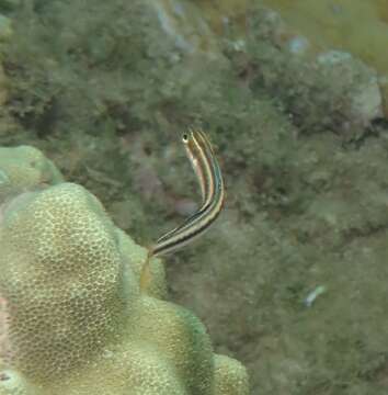 Image of Biting Blenny