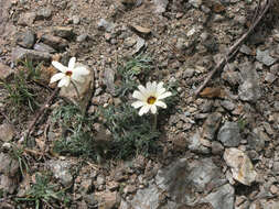 Image de Rhodanthemum catananche (Ball) B. H. Wilcox, K. Bremer & C. J. Humphries